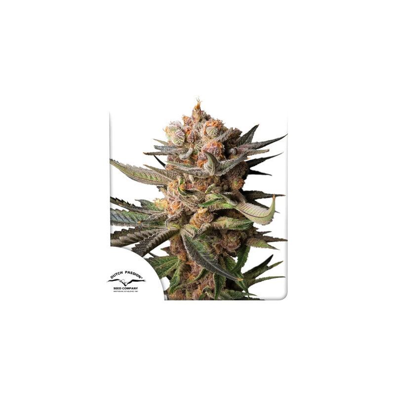 Auto Frozen Biscotti, Фасовка: 1